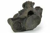 Fossil Mosasaur (Clidastes?) Cervical Vertebra - Texas #351225-2